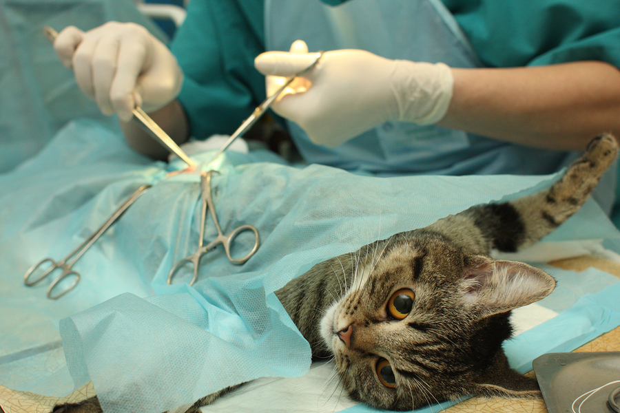 Unity Patient Handouts: Anesthesia and Surgery Policies | Unity Animal  Hospital