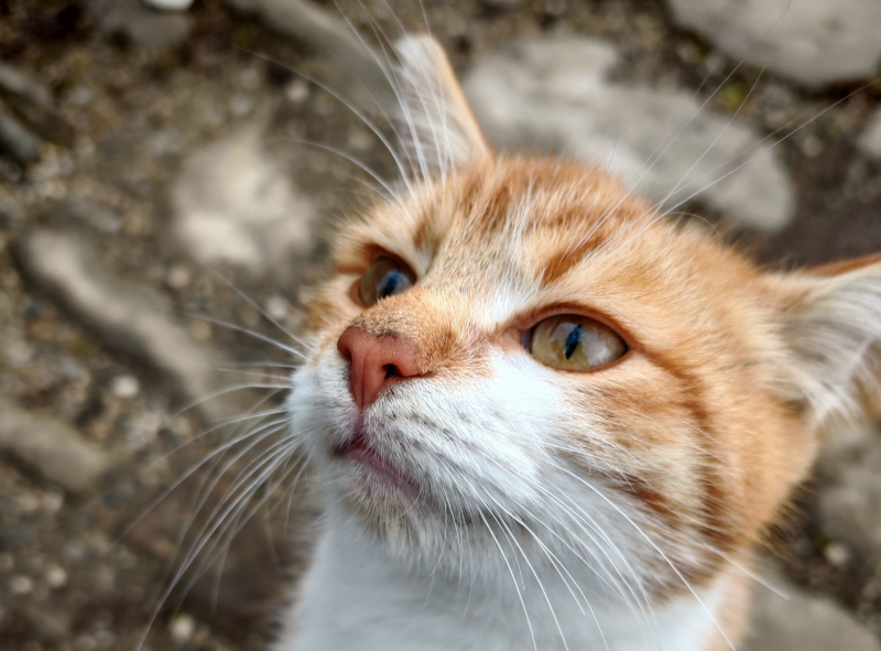 Spay and Neuter Your Pet at Unity