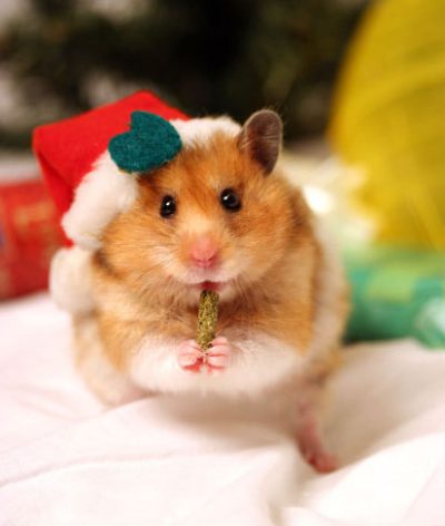 Christmas-pets-christmas-17768729-413-488