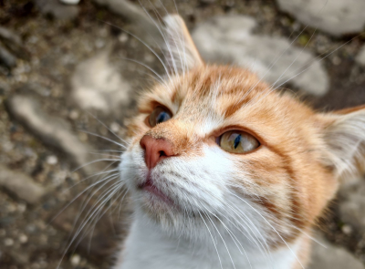 cat-portrait